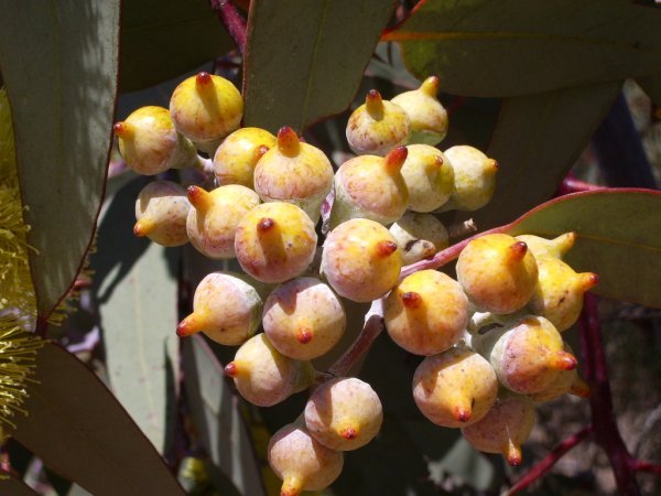 Eucalyptus woodwardii buds